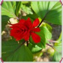 시루비아 이미지