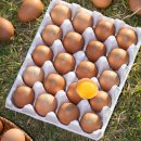 행운유정란 이미지