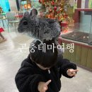 [경기/포천] 곤충테마여행ㅣ직접 동물 만져보는 실내 체험 아이랑 데이트 +토끼, 돼지, 친칠라, 뱀...