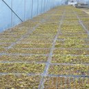 소양농장 이미지