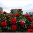 통기타(야) 이미지