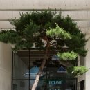 마주한 세월의 무늬, 대나무에서 군상으로, 진주에서 사진으로 이어지는 '연민'의 연대. 전시 관람 후기