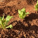 카페 인 이미지