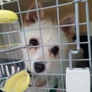 호야켄넬 이미지