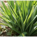 다마내기 이미지