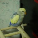 우리집코코 이미지