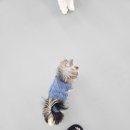 어울리개 이미지