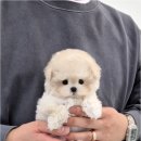 천안강아지분양 우리집퍼피 천안아산본점 (하이도그) 이미지