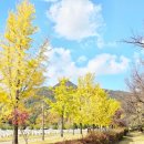 현충원 산책길 | 대전단풍명소 가을빛 가득한 대전 현충원 이번 주 절정