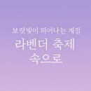 💜 보랏빛이 피어나는 계절, 6월의 라벤더 축제