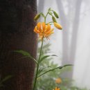 雨中 山行만난 섬말나리(울릉도 성인봉) 이미지