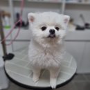 리틀댕댕 이미지