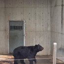 소싸움경기장 | 경남 진주 당일치기 추천- 동물원, 소싸움경기, 한우맛집