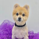 빵독 반려미용실 이미지