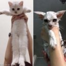 솜사탕 이미지