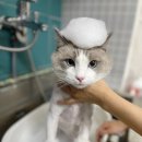 러브펫살롱 이미지