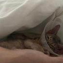 유성튼튼동물병원 이미지