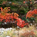낙엽 .... Autumn Leaves (고엽) / Andy Williams 이미지