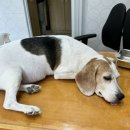 우리들동물종합병원 이미지