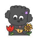 Pet nosh(펫노쉬) 이미지