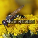 말벌과 에피네프린 주사 8월 16일 이미지