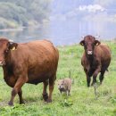 소떼목장 이미지