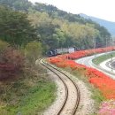 섬진강변 철쭉길 이미지