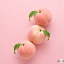 올해 더욱 맛있는 신비복숭아 정담아농원 복숭아 후기