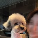 까까뿌숑 이미지