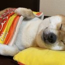 이불 속 댕댕이 이미지