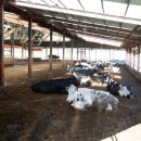 공주목장 이미지