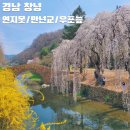 유어면사무소 | 창녕 수양벚꽃명소 연지못/만년교/우포늪