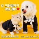 수 애견미용 이미지