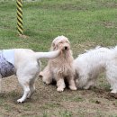 월드펫투어 | 홍천 소노펫 SONOPET 패밀리 pet club 스탠다드 후기/ 플레이그라운드, 펫 보딩 서비스 + 오션월드 팁까지!