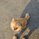 포천 커플 감성 글램핑 [캠프오후4시] 하이스카이 빈티지 노키즈 카라반 바베큐 후기