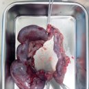 메트로동물병원 | 대구강아지자궁축농증수술 잘하는 수성메트로 동물병원 수술후기1