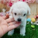 울산 제이앤독 애견샵 이미지