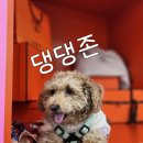 아리댕댕애견카페 이미지