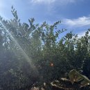 동심농장 | 제주 귤따몽 농장 후기｜귤잼 만들기 체험 (+네이버 예약, 주차정보)