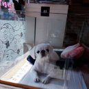 코이독(눈 내리는 강아지마을) 이미지