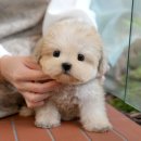 광주강아지분양 고양이분양 미유펫 본점 | 광주강아지분양 입양 후기 및 말티푸 반려