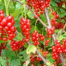 댕글댕글 이미지