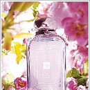 플럼블라썸(Plum Blossom) 이미지