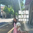 댕댕이발소 | [광주] 봉선동 애견미용 | 댕댕이발소 | 내돈내산 솔직후기
