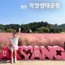 악양생태공원 | 함안 악양 생태공원 실시간 핑크뮬리 명소 후기 &amp; 10월 11월 가을 가볼만한곳