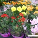 새만금꽃화원 이미지