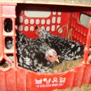 자연부화장 이미지