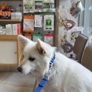 진리 동물병원 | 강아지 신부전 습식 사료 하이독 급여 후 건강검진 신장수치 검사 후기