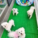 원애견&뭉까두까 이미지