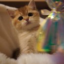 애월캐터리 이미지